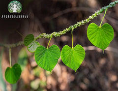 Tinospora cordifolia Guduchi powder in a bowl