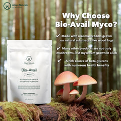 Lion's Mane mushroom extract used in Bio-Avail Myco