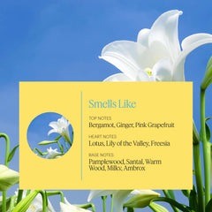 Close-up of AERA Mini Zephyr capsule label