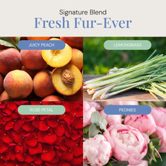 Air Esscentials Fresh Fur-Ever peach-lemongrass highlight adds brightness to daily routines