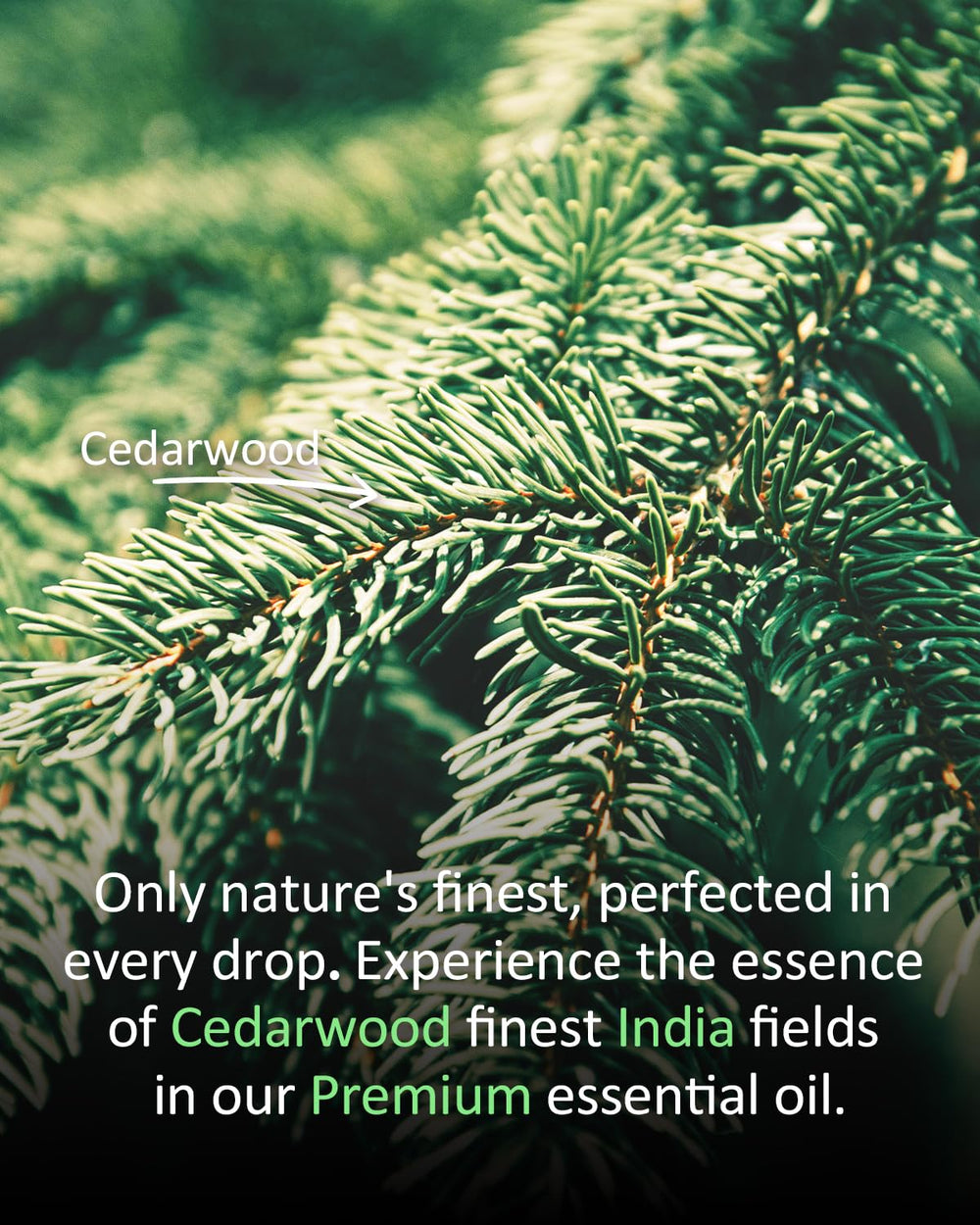 Cedar essential oil for soaps and bath products