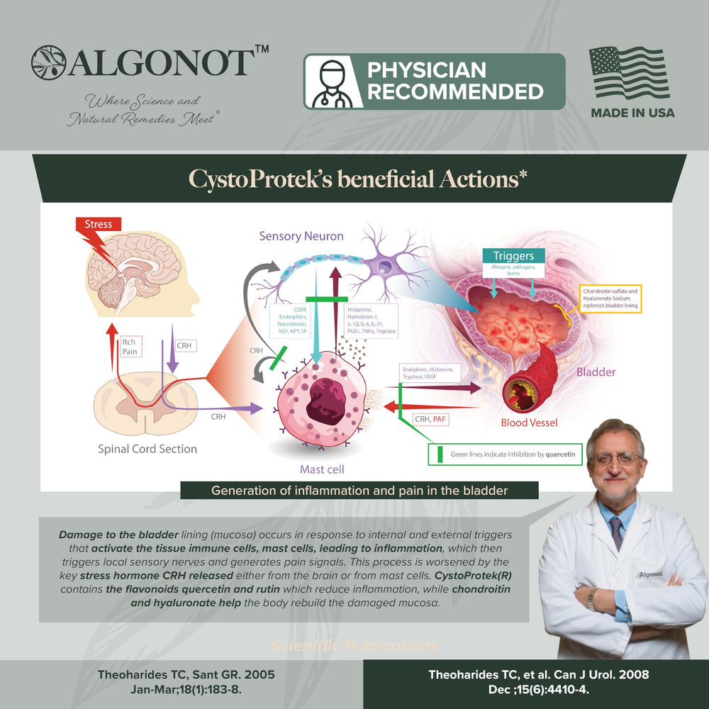 Algonot CystoProtek glycosaminoglycan layer diagram illustrating protection.