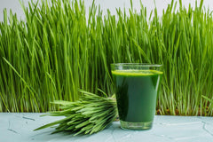 Outdoor-grown wheatgrass plants in New Zealand
