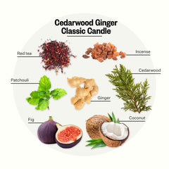Close-up of Cedarwood Ginger fragrance notes: cedarwood, red tea, ginger, fig, coconut