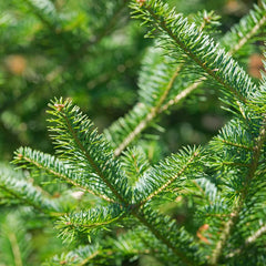 Balsam Fir essential oil 5ml bottle with dropper