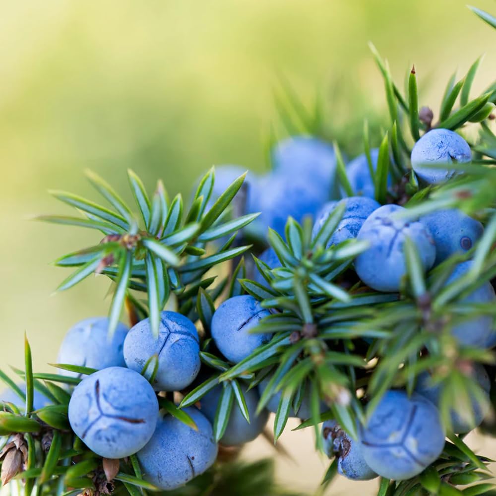 Close-up of Juniper Berry Essential Oil bottle