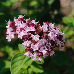 Aromatics International Marjoram Sweet Essential Oil diffuser setup creating warm herbaceous ambience.