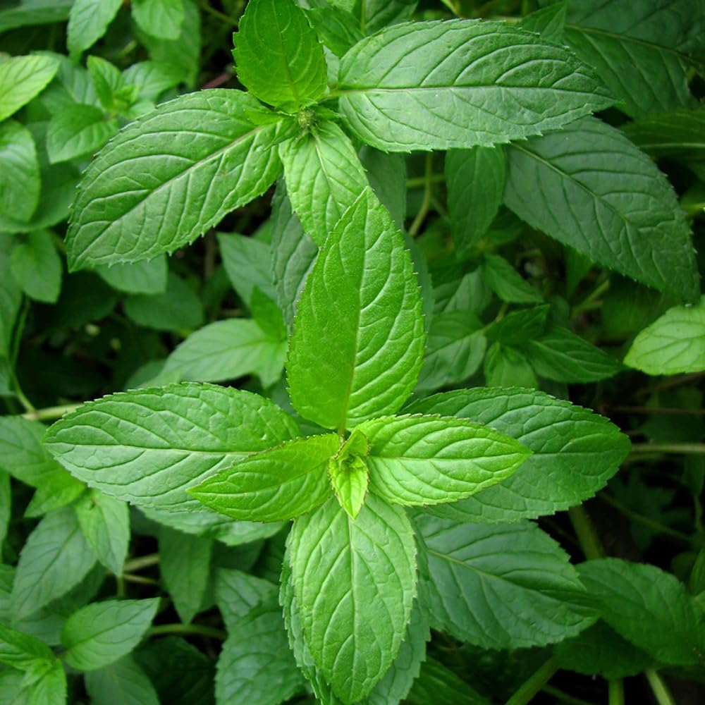 Aromatics International peppermint oil diffusion scene for cooling focus and invigorating scent