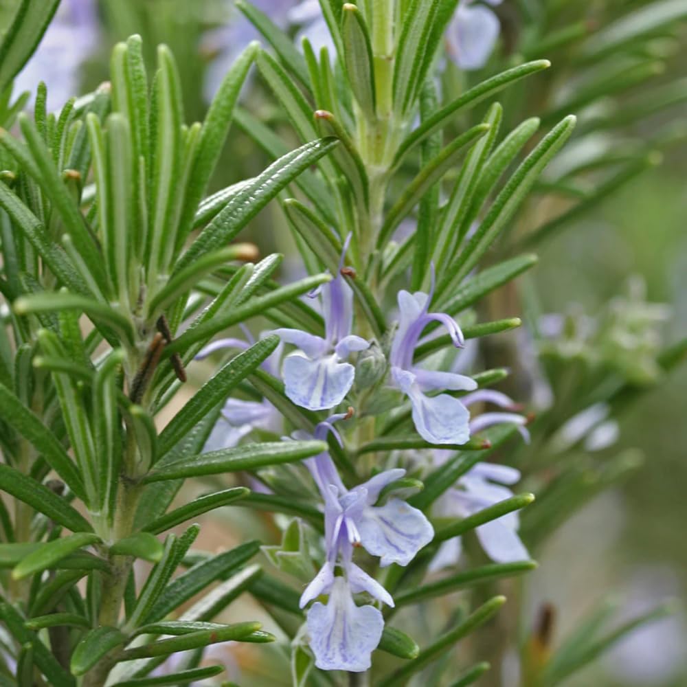 Aromatics International rosemary ct camphor-diffuser-blend shows a sharp, invigorating aroma ideal for workspaces.
