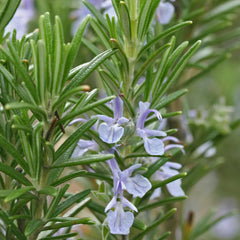 Aromatics International rosemary ct camphor-diffuser-blend shows a sharp, invigorating aroma ideal for workspaces.