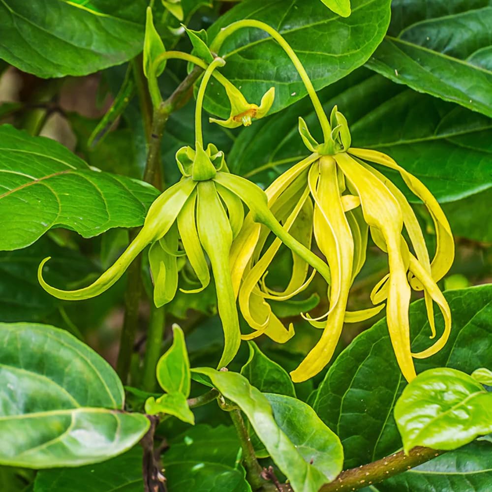 Aromatics International ylang ylang oil label closeup for product authenticity.