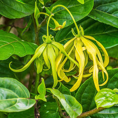 Aromatics International ylang ylang oil label closeup for product authenticity.