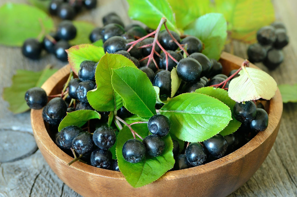 Close-up of Aronia berries (black chokeberries)