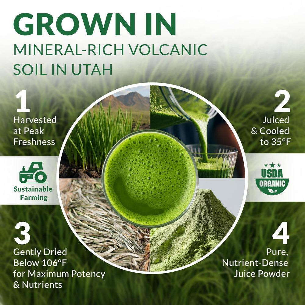 Versatile green barley superfood powder for smoothies and drinks
