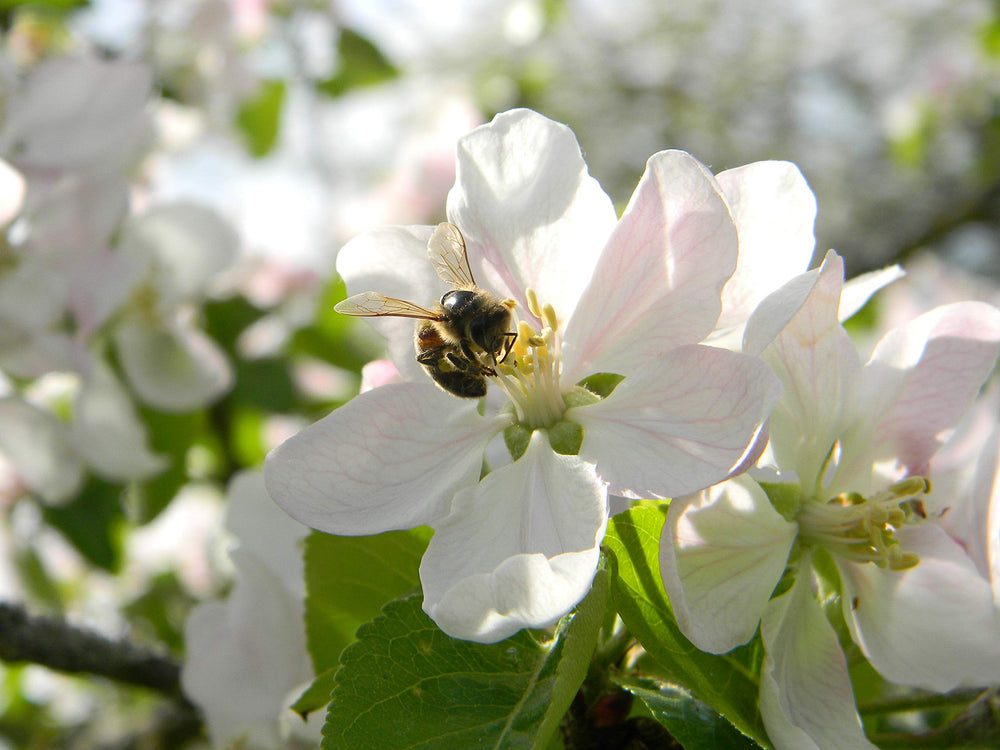 Bee bread on wooden board
