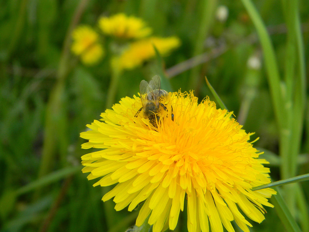 Naturally fermented pollen granules (perga)