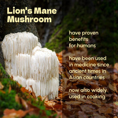 Beleon Lion's Mane Powder bottle product image