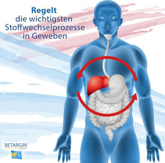 Diagram of liver and digestive system health benefits