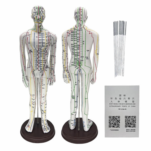 Male body acupuncture model with meridians and acupoints
