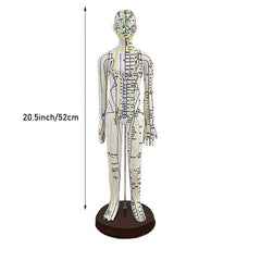 Product dimensions: 52 cm / 20.5 inches for display or teaching