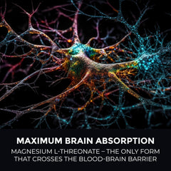 Illustration of brain health and cognitive support