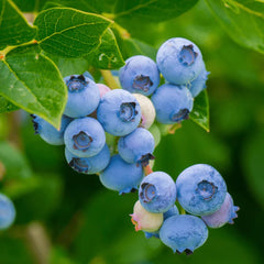 Close-up view of bilberry capsule interior (450 mg)