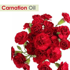 Close-up of carnation essential oil color and texture