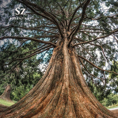 Diffuser releasing Cedarwood essential oil fragrance.