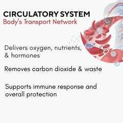 Graphic showing circulation and blood flow benefits