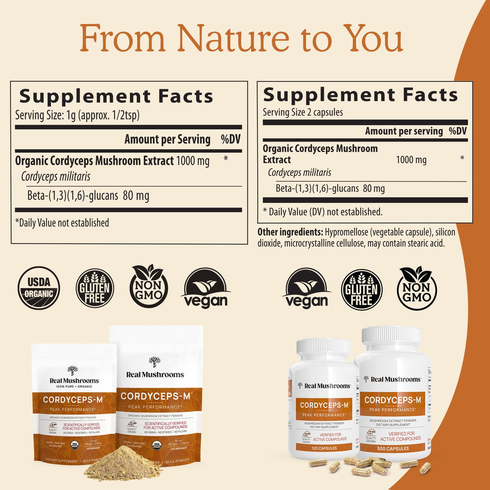 Cordyceps militaris fruiting bodies under magnification
