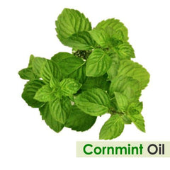 Steam distillation process for cornmint essential oil