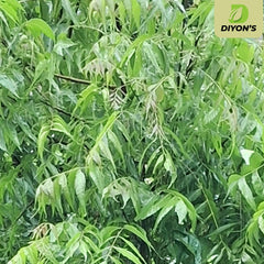 Sri Lanka origin label on Diyon's neem leaves packaging