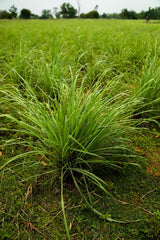 DoTERRA Lemongrass essential oil packaging box