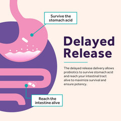 Graphic illustrating balanced gut and vaginal flora