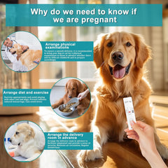Close-up of at-home pregnancy test kit for pets