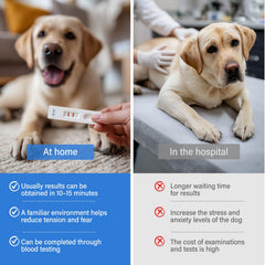 Collect urine sample with provided pipette for dog pregnancy test