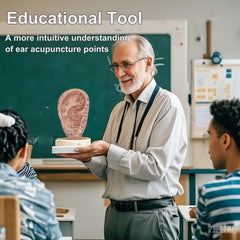 Hands-on learning with ear point model for auricular points