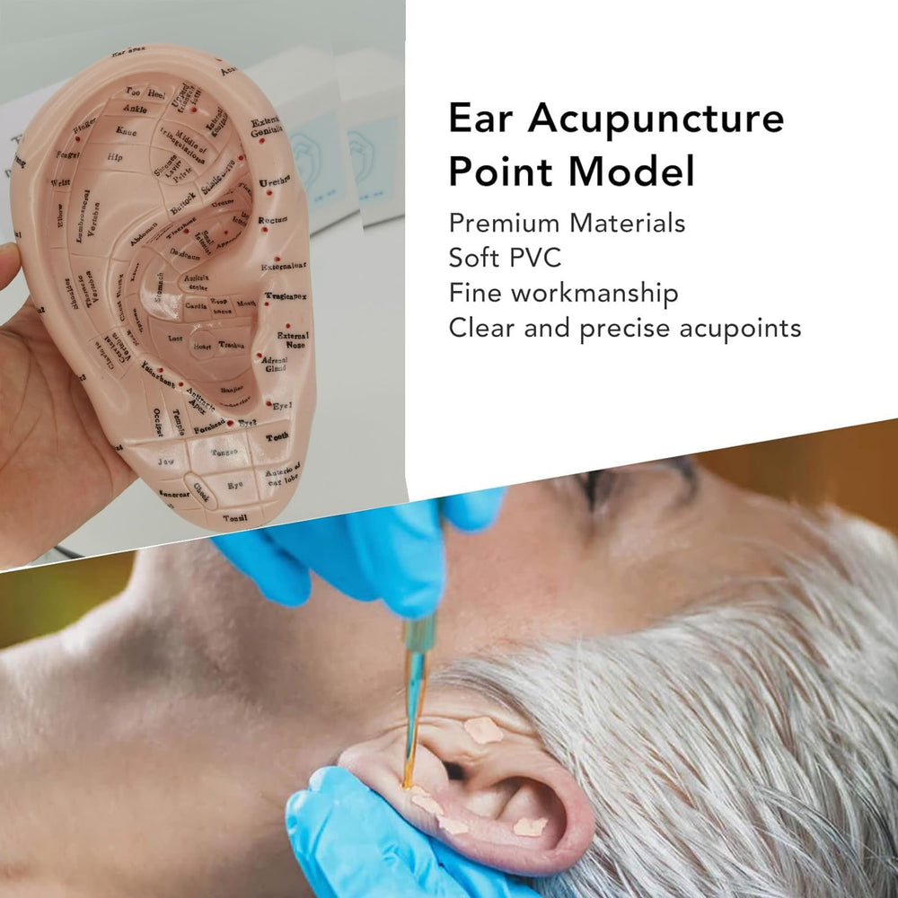 PVC ear acupuncture model with instructional manual