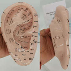 Display laboratory ear acupuncture model for demonstrations
