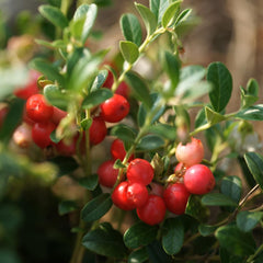 Packaging image for Earthborn Elements Cranberry Extract