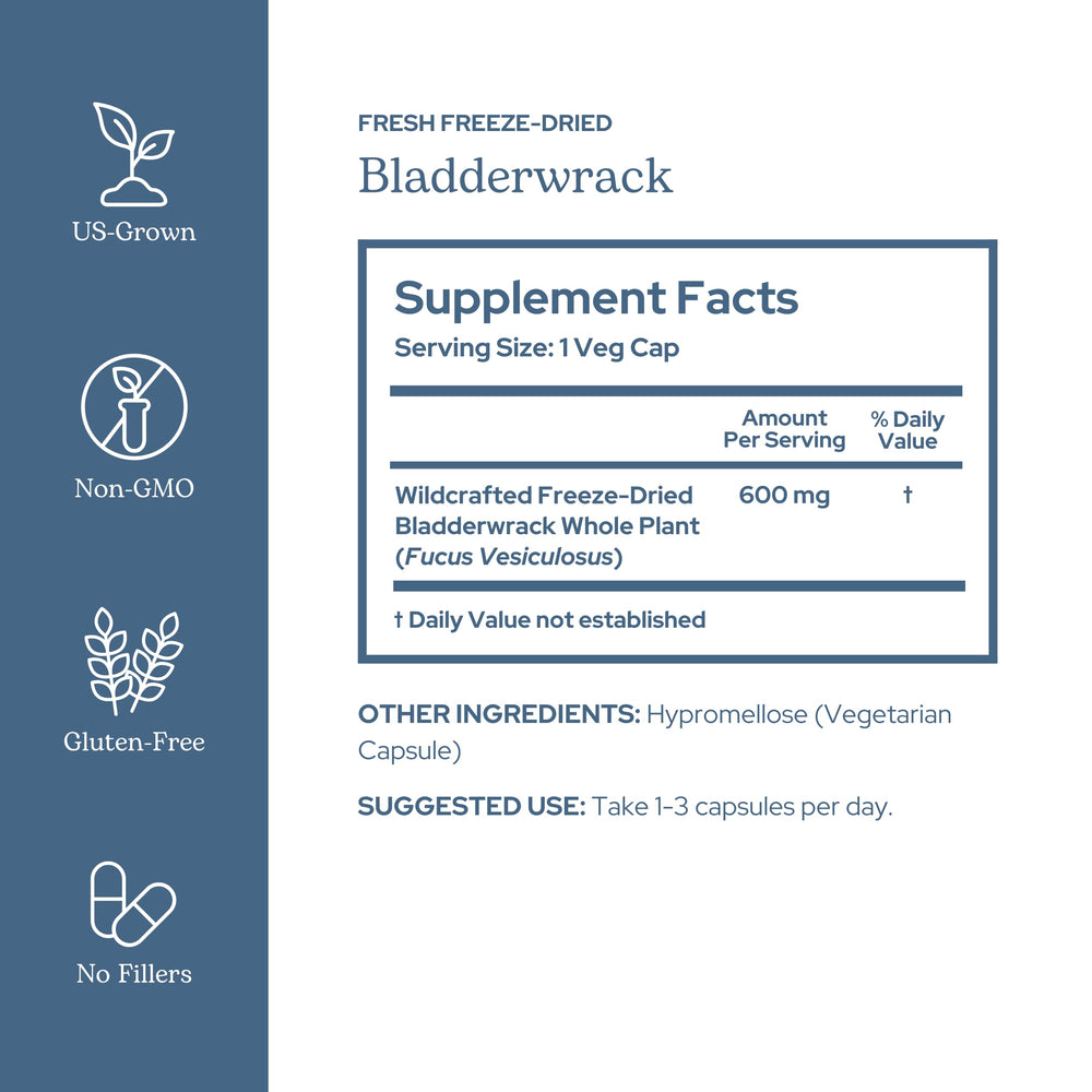 Wildcrafted Pacific Northwest bladderwrack hand-harvested from the coast