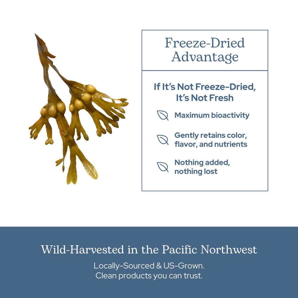 Close-up of bladderwrack capsule showing 600 mg potency