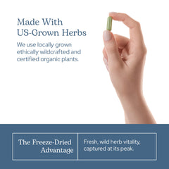 Freeze-drying processing of fresh plant materials