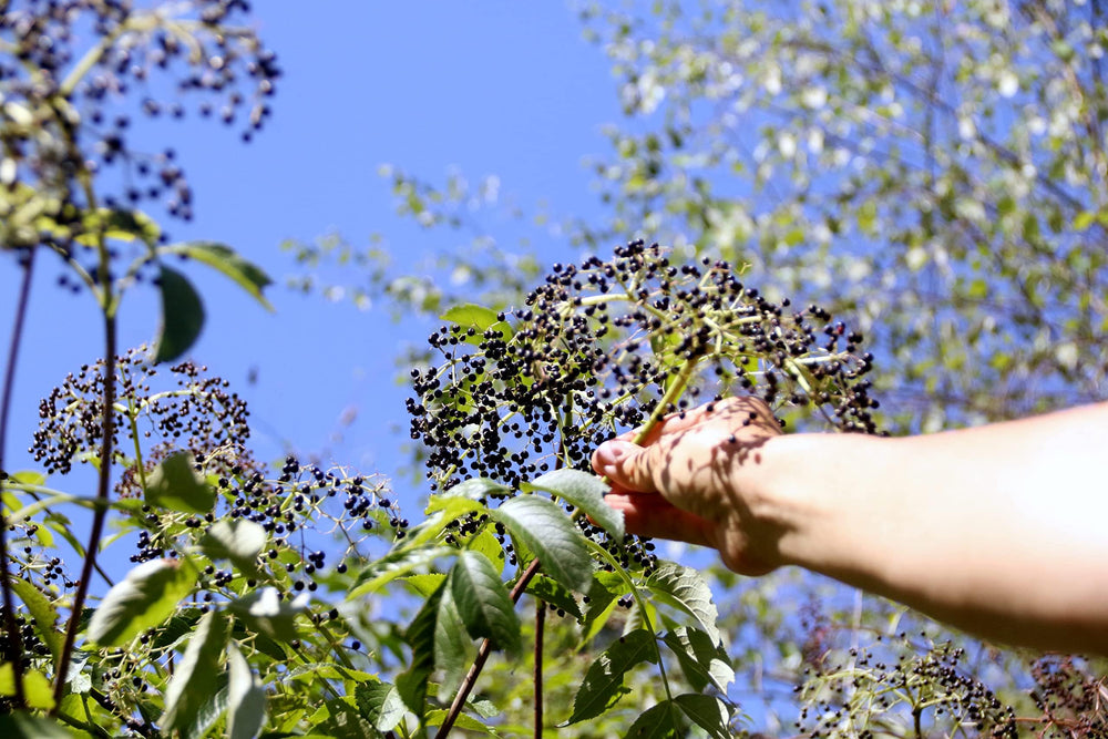Spoonful of elderberry elixir being served into tea
