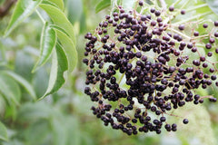 Organic farm with elderberry bushes used to produce elixir