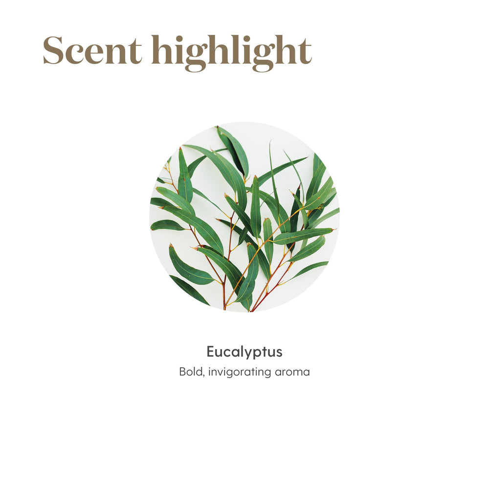Eucalyptus Radiata energizing ambiance
