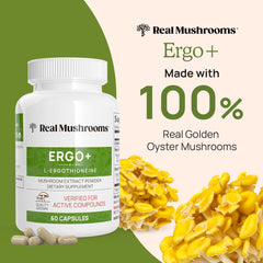 Close-up of Golden Oyster mushroom extract for L-Ergothioneine