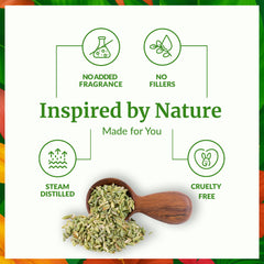 steam distillation process of fennel seeds for essential oil