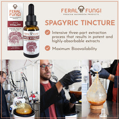 Spagyric extraction process diagram for Feral Fungi tincture