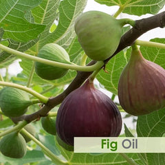 Cold-pressed fig oil from fig seeds close-up
